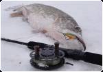 winter fishing with I-Jig